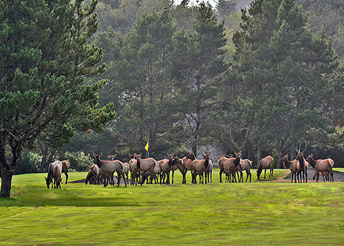 elk on golf course