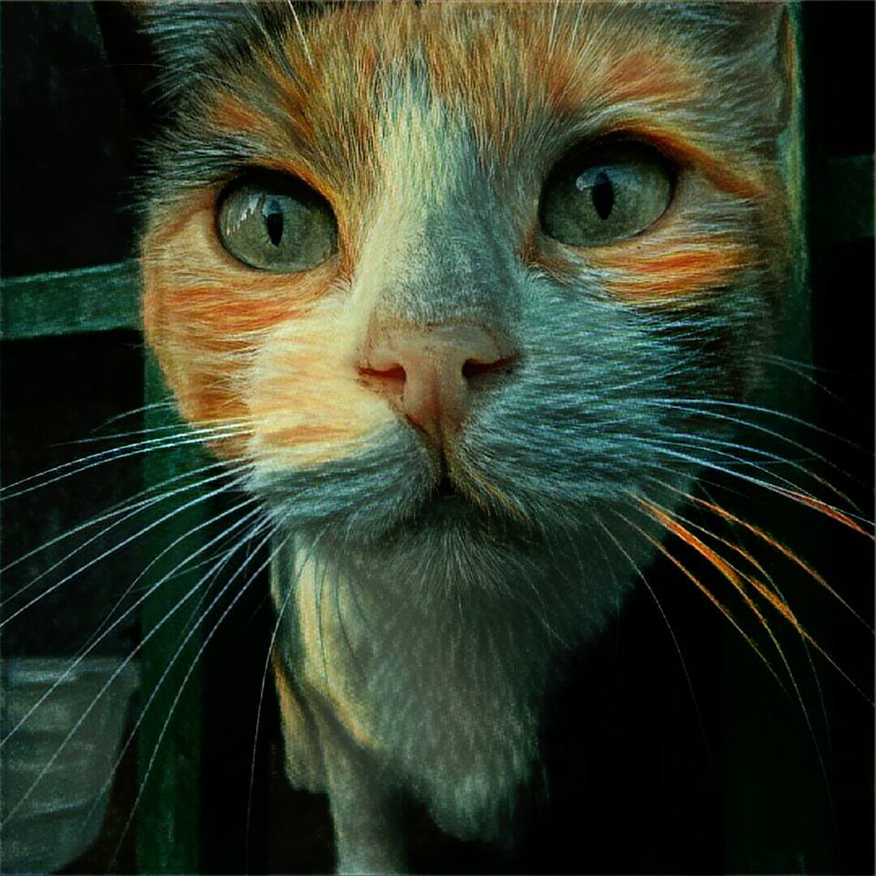 retrato de un gato callejero