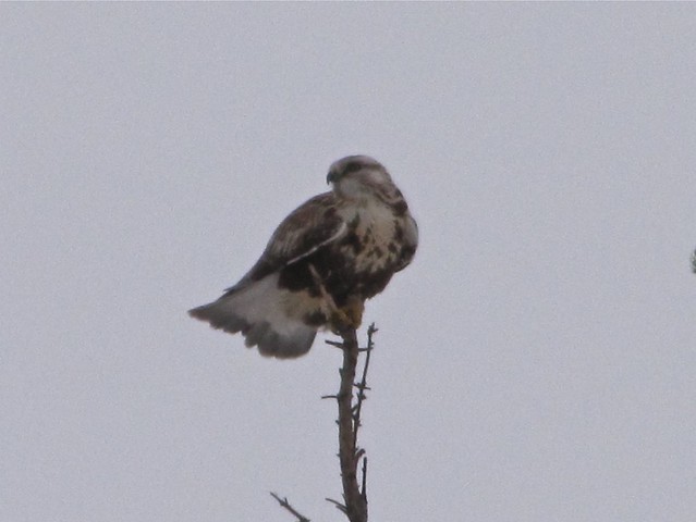 Rough-legged Hawk in Livingston County, IL 02