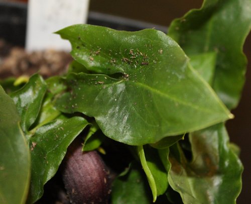 arisarum_plant