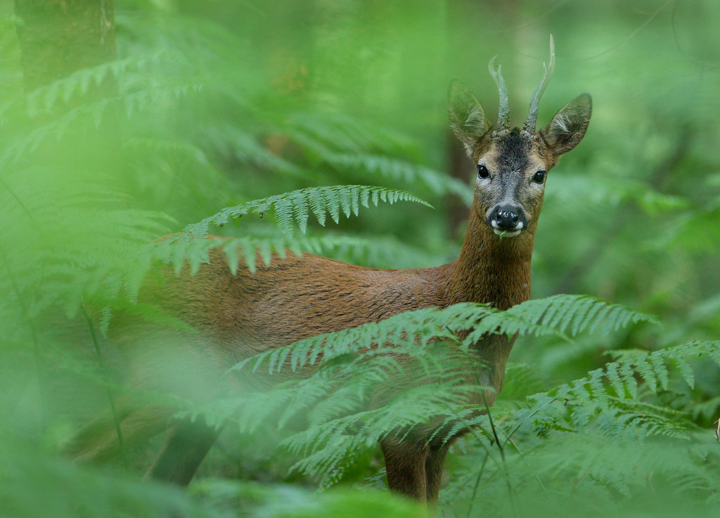 Roe Deer Buck in Ancient Woodland