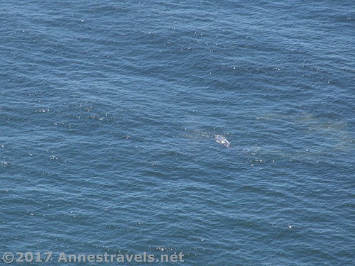 Another (or is it the same?) whale near Cape Perpetua, Oregon