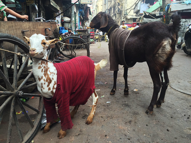 City Life - Cold Goats Wear Prada, Walled City