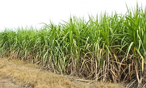 sugar-cane सोलापूर