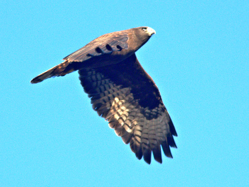 Short-tailed Hawk 04-20161231