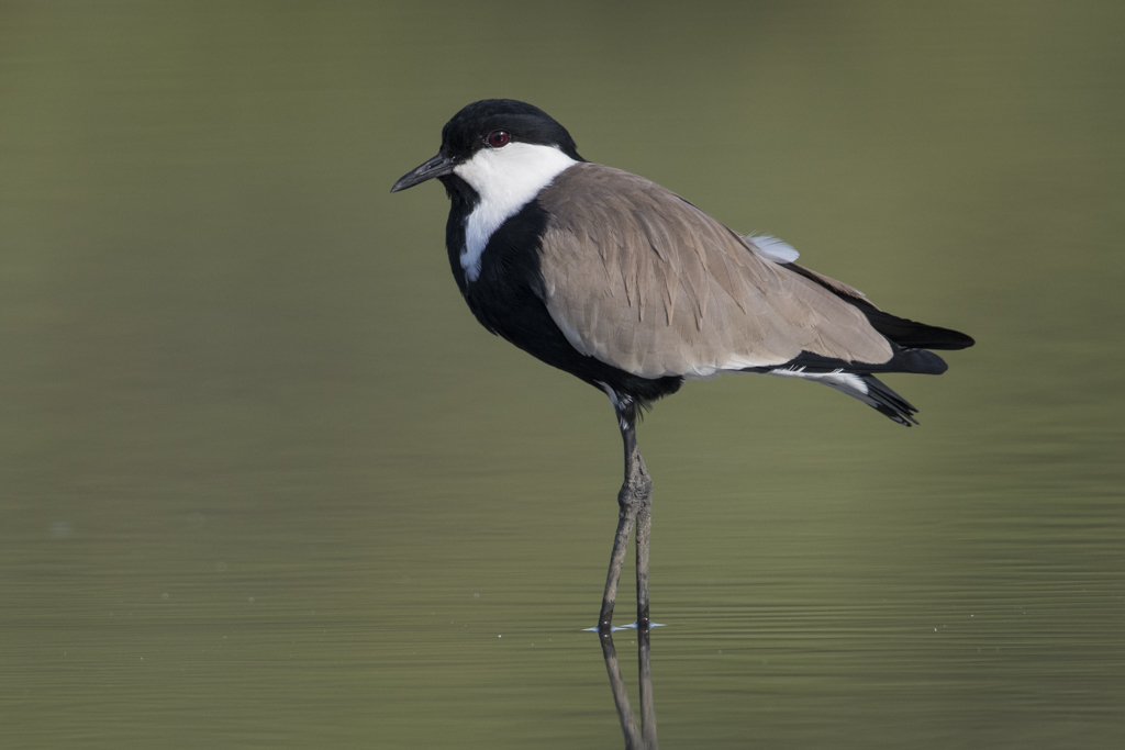 Spur-winged Plover