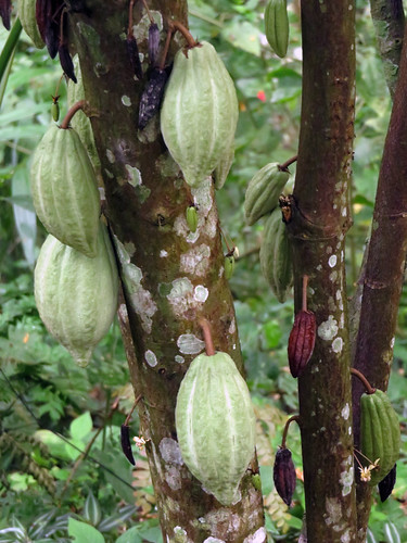 Cacao tree on a Puerto Vallarta Botanical Garden Trail (where chocolate come from)