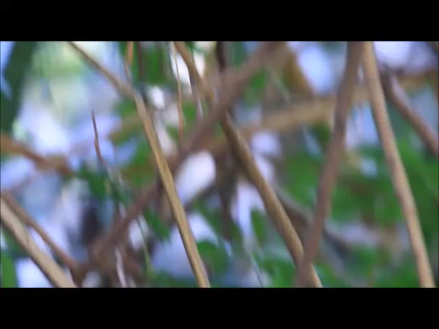 Pacific Wren