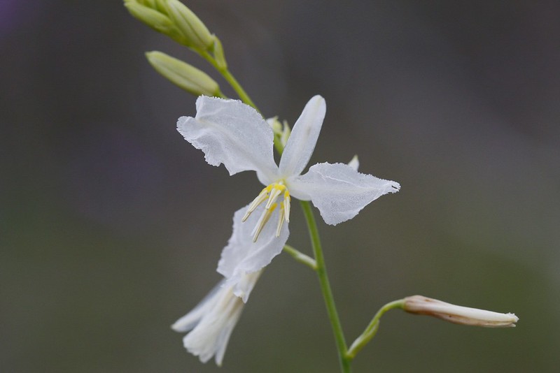 Chocolate Lily white form