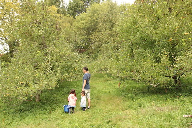 Apple picking at Crooked Run Orchard