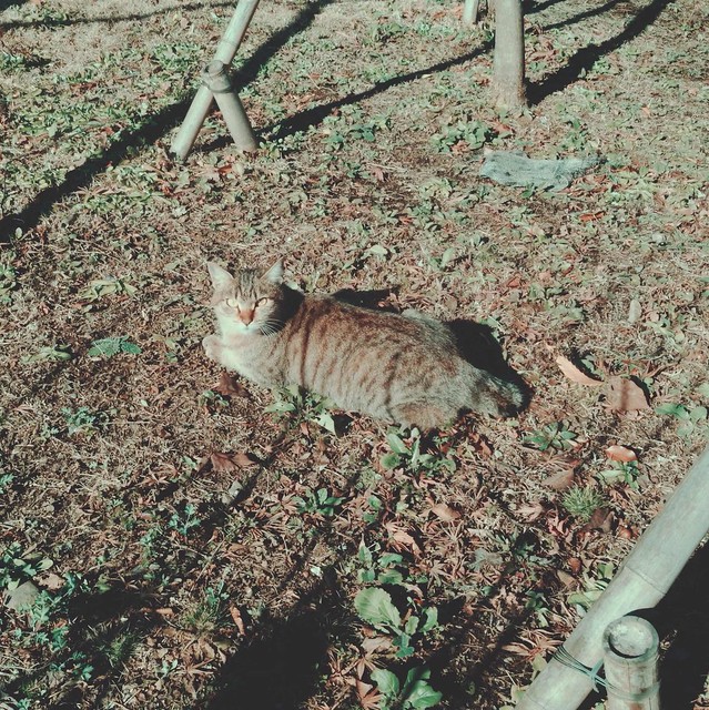 Tabby cat lying on dry leaves