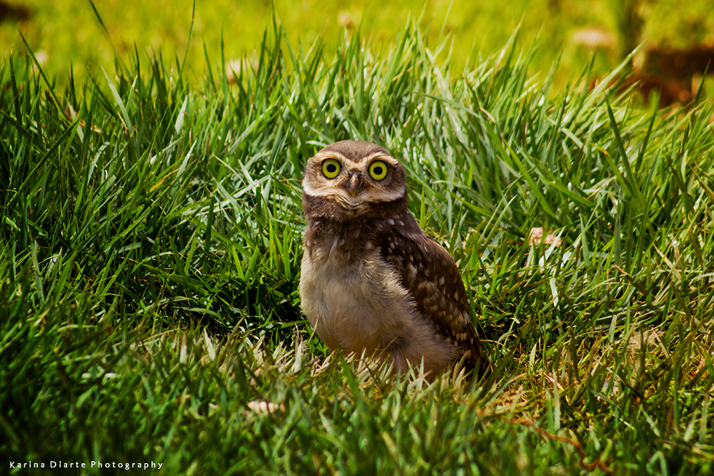 Lechucita vizcachera / Burrowing Owl