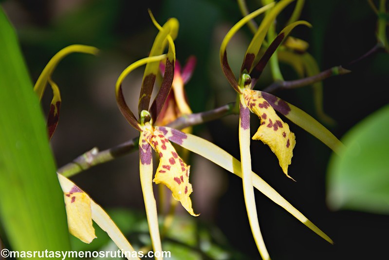 De Tingana a Moyobamba. Orquídeas y colibrís - Por el norte de PERÚ. De los glaciares a la selva (12)