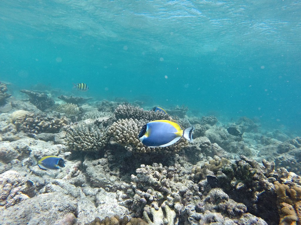 Malediivit snorklaus