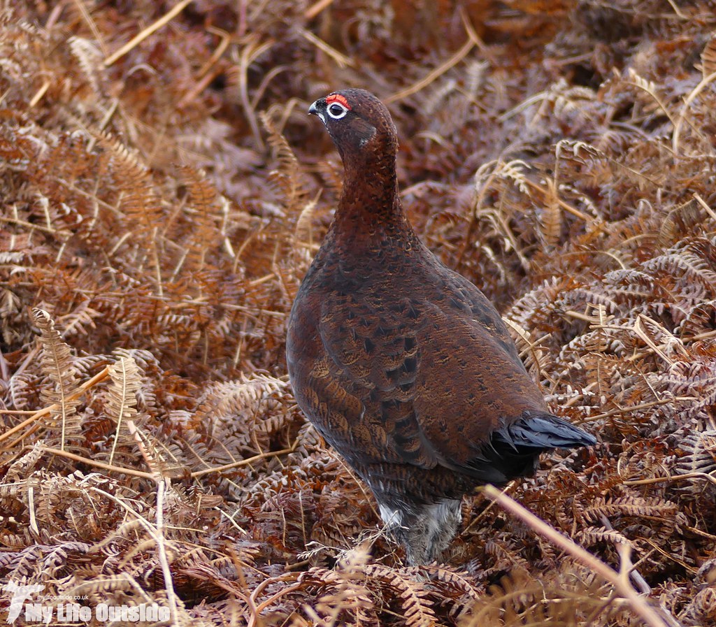 P1060279_2 - Red Grouse, Ilkley Moor