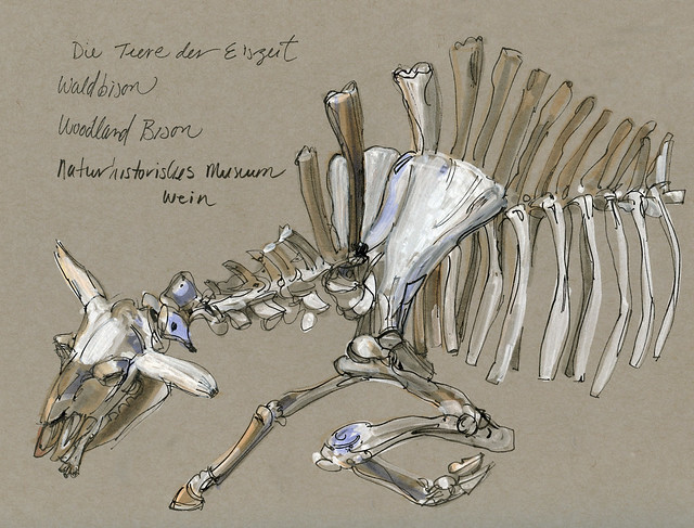 Munich Naturhistoriches Museum, woodland bison skeleton