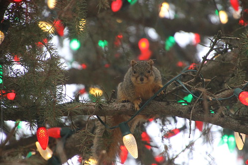 Squirrels Outside the Michigan State Capitol (Lansing, Michigan) - December 7, 2015