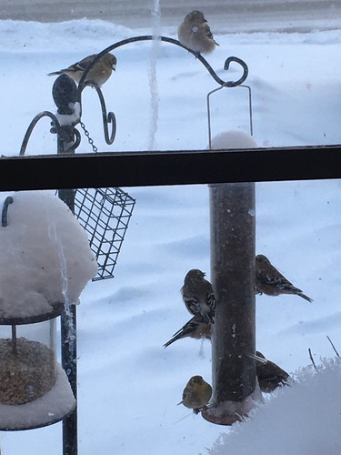 Winter Goldfinches