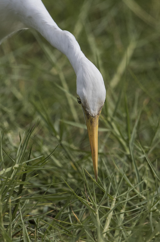 Intermediate Egret