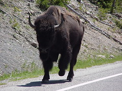 Road bison