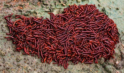 Bugs, worms and centipedes?? | Flickr - Photo Sharing!