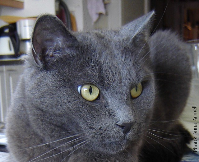 Nestor Burma, a grey cat. Over 3000 views