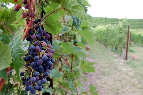 grapes_on_vine