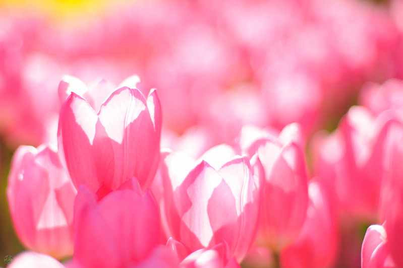 flickr d3_plus