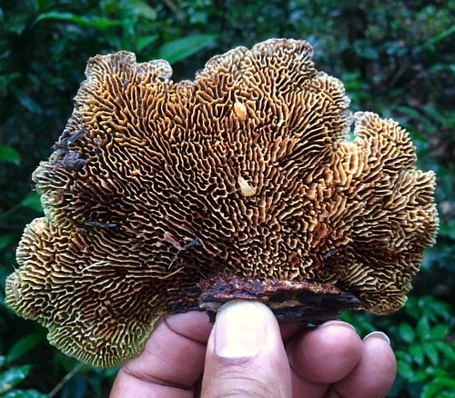 Found on the forest floor. #moiwana #Suriname #nature #mushrooms #mycology #forest