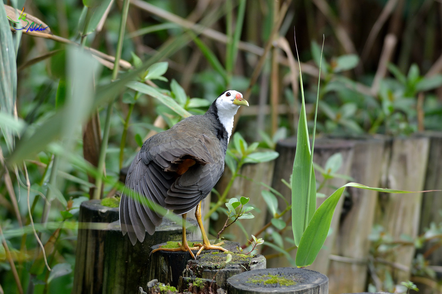 White-breasted_Waterhen_7157