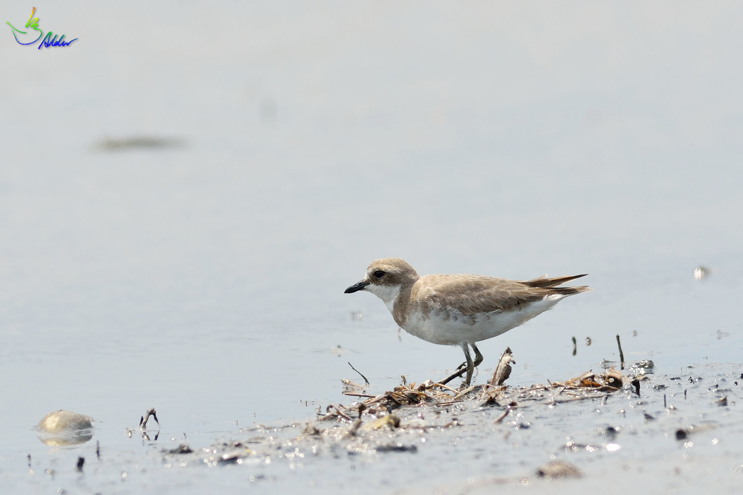 Greater_Sand_Plover_2180