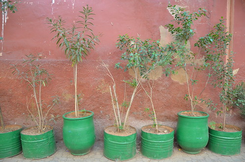 green gardens marrakech workshop