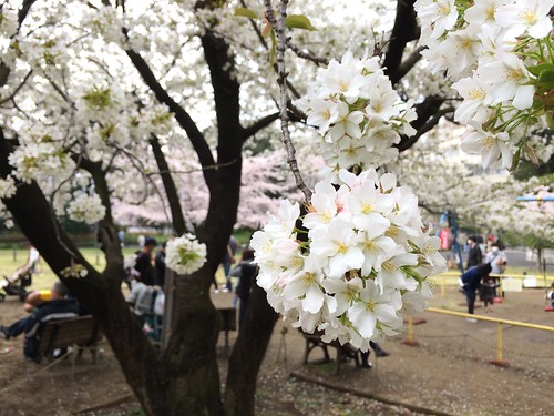 菅刈公園の桜 2016.4.3