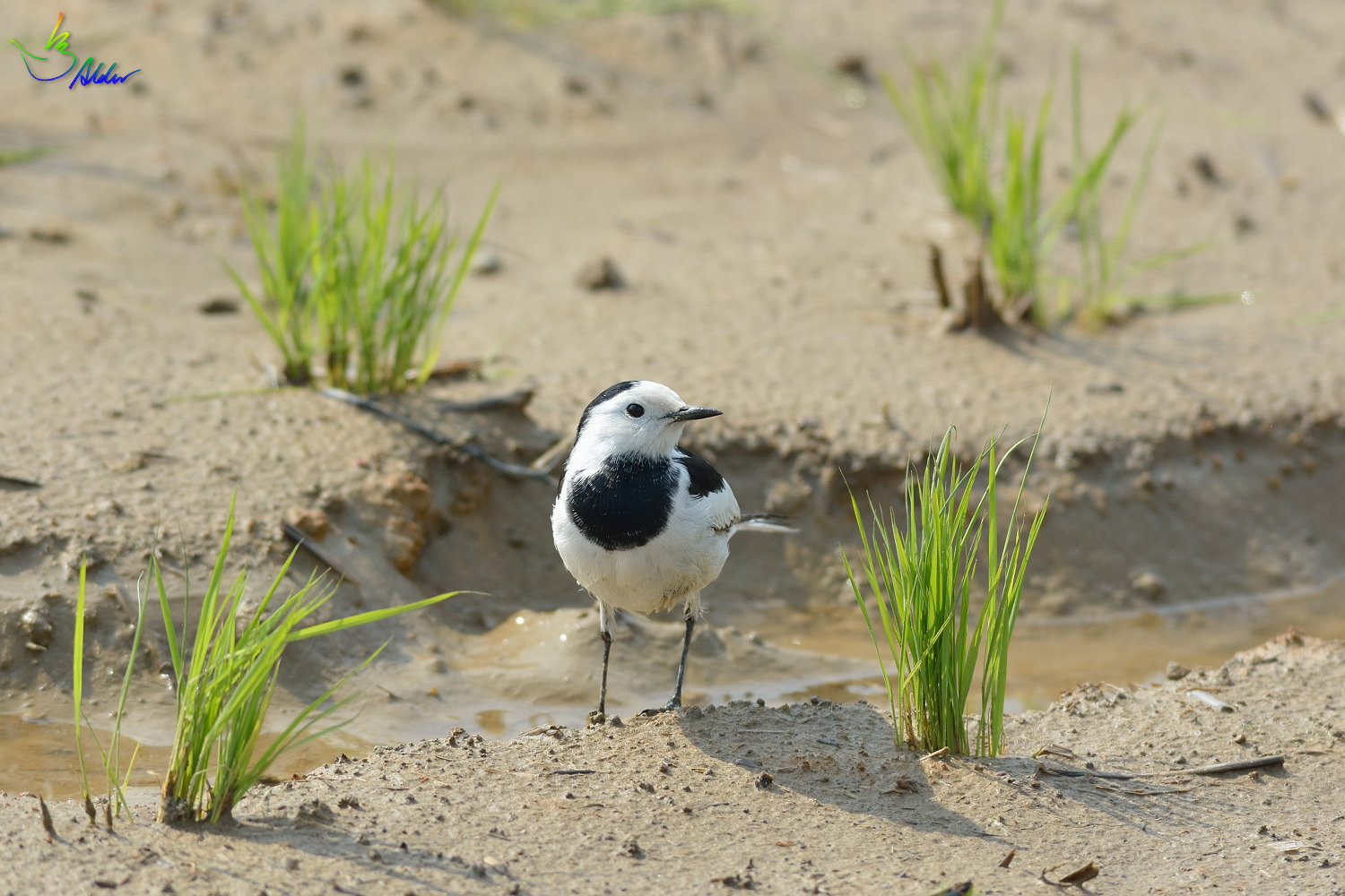 White_Wagtail_0195
