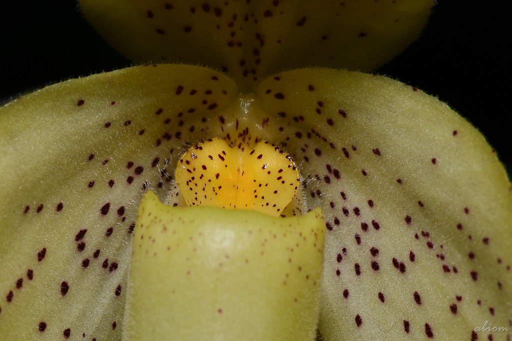 Paphiopedilum concolor (5)
