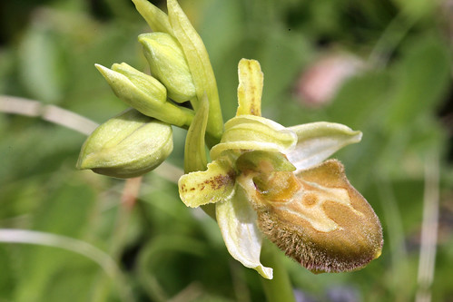 Early Spider Orchid var. flavescens Ophrys sphegodes