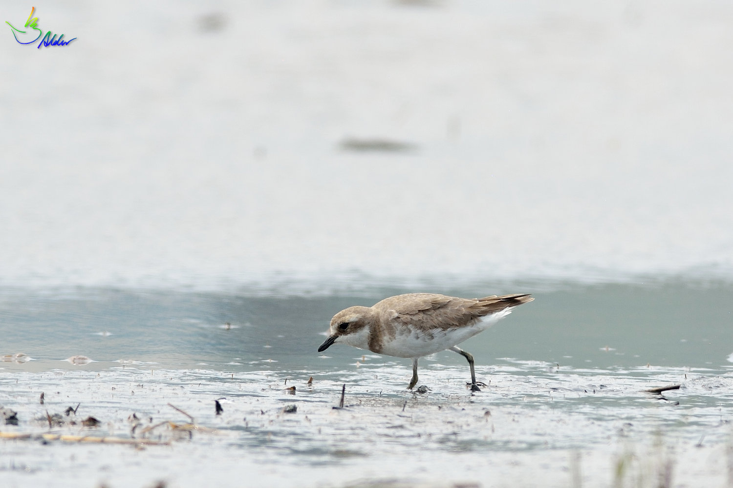 Greater_Sand_Plover_2128