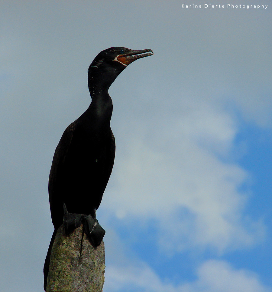 Cormorán - Neotropical Cormorant