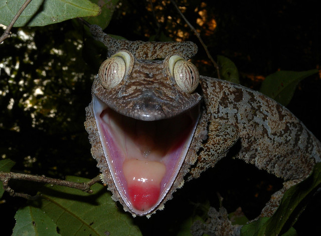 Giant Leaf-tailed Gecko, Nosy Mangabe, Madagascar