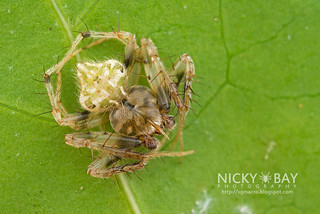 Garden Spider (Eriovixia laglaizei) - DSC_5046