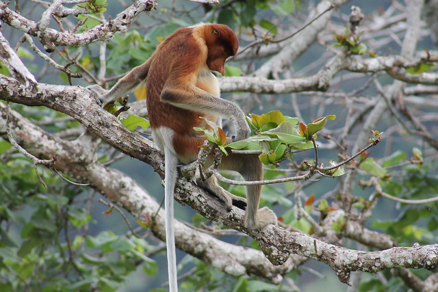 Monos Narigudos en el Parque Nacional Bako