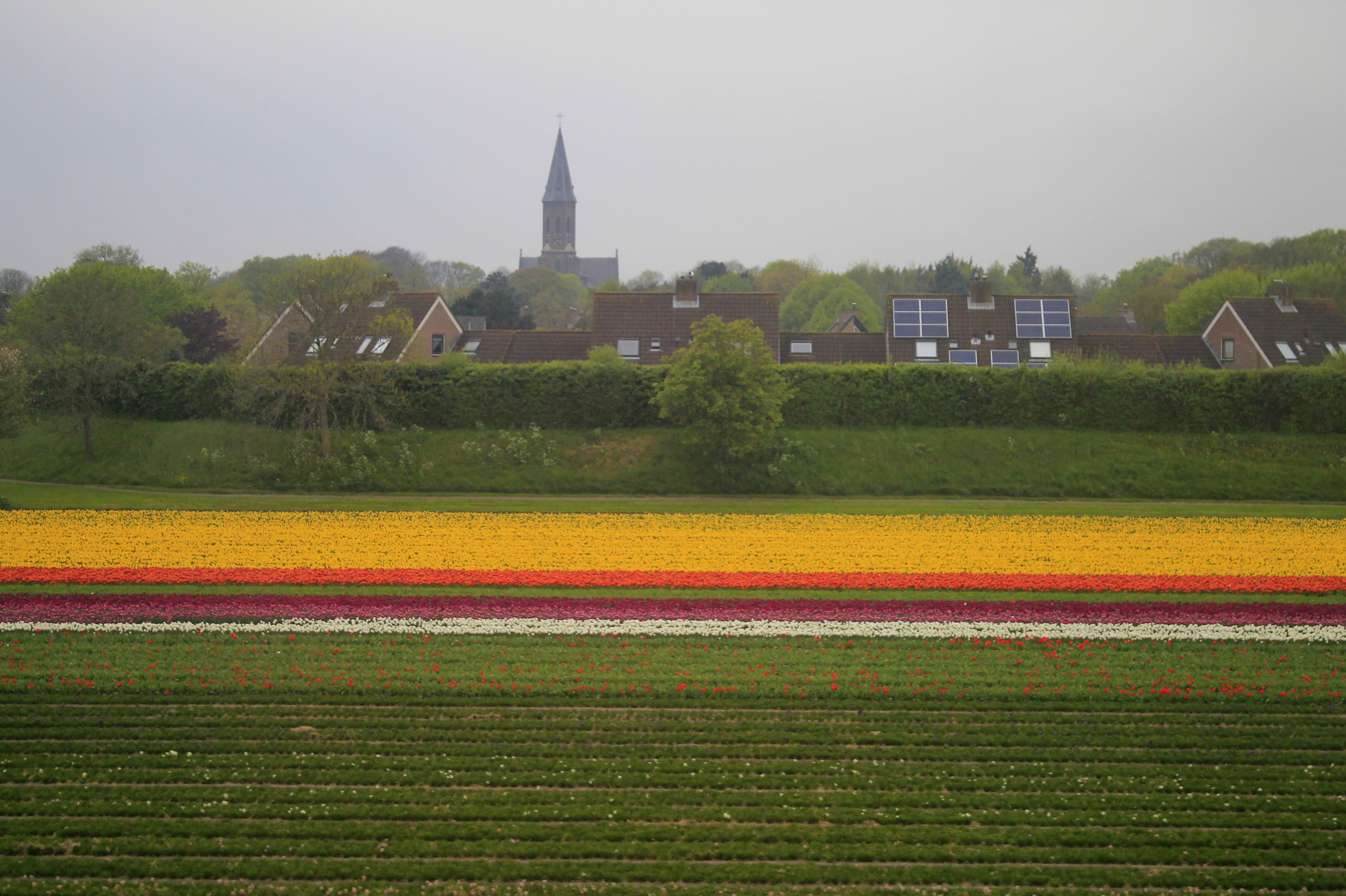 Campos de Tulipanes, Holanda