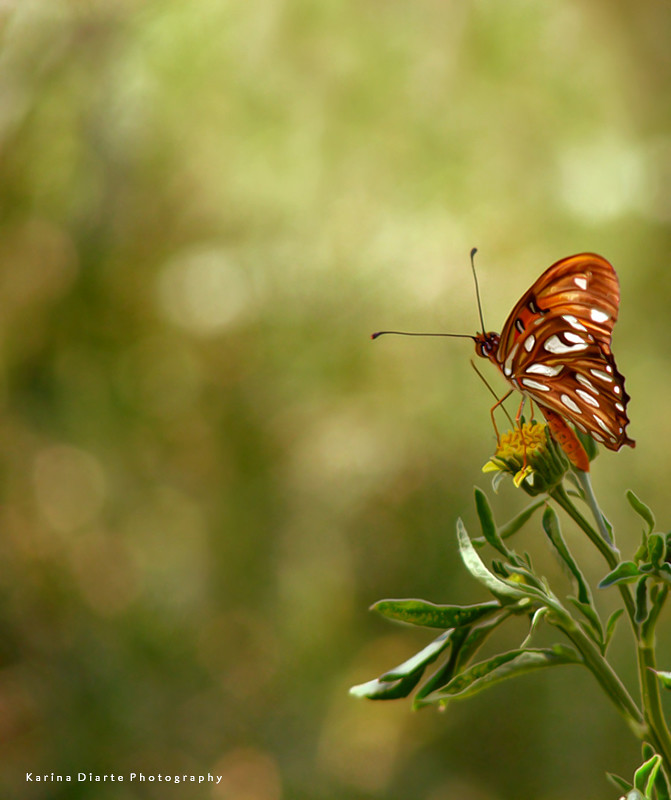Butterfly bokeh