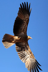 Whistling Kite in flight