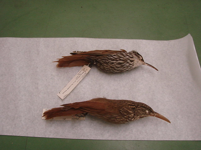 white striped and ivory billed woodcreepers West Mexican Birds, museum skins 030