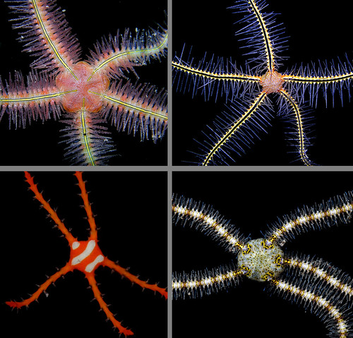 Tropical brittle stars (2)
