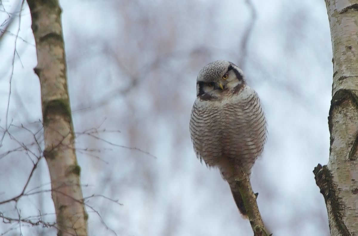 Hökuggla / Northern Hawk Owl