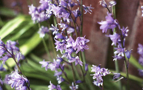 An image of Spanish bluebells, part of a fairy friendly garden.