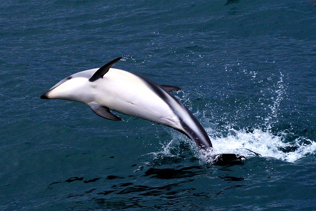 Dusky Dolphin, Kaikoura, New Zealand, Pacific Ocean (Dusky Dolphin Encounter)