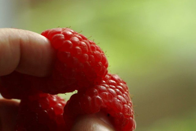 more raspberry fingers